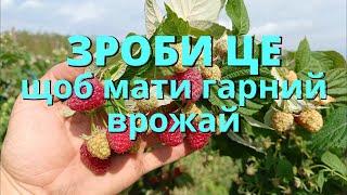 Зроби ВЕСНОЮ для гарного врожаю Обрізка літньої малини Як і для чого обрізати та проріджувати малину