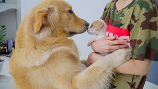 Golden Retriever Meets a Puppy for the First Time!! He’s Overjoyed to Welcome the New Puppy!