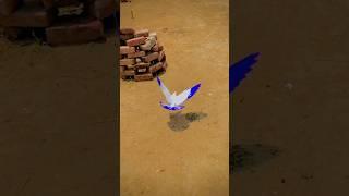 kabutar ke video #shorts #kabutar #kabootar #pigeon #backflip