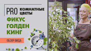 Фикус Голден Кинг - пестролистный фикус бенджамина | Как определить насколько вырастет фикус