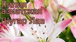 Лилия азиатская (lilium asiatic sugar love)  азиатская лилия обзор: как сажать, луковицы лилии