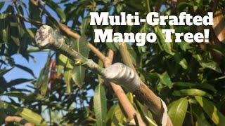 Grafting Many Varieties onto One GIANT Mango Tree!