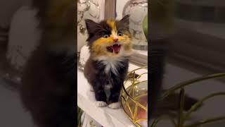 #cat #funny #happycats #catmemes #music #memes #trending #trendingshorts #new #reels