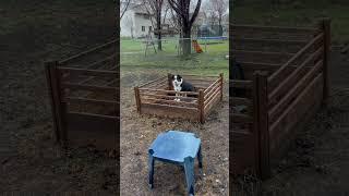 I am your sheep herder! Who gave you permission to leave?  #dog#puppy