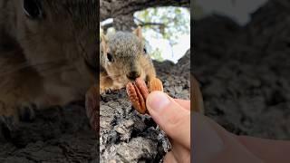 Squirrel Fishing with V the Shy Squirrels #animals #games #feed #reels #play #live #sports #free #yt