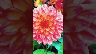 Flowers  #shorts #ytshots #Youtubeshorts #youtubereels #flower #roses #love #flowergarden #flowers