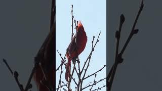 Red Cardinal