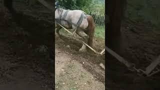 Horse Power: Effortlessly Pulling Heavy Loads!  #horse #horsepower #shorts