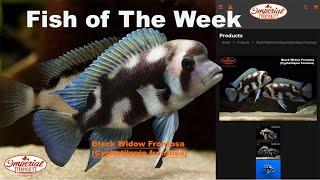 Black Widow Frontosa (Cyphotilapia frontosa) #imperialtropicals #aquariumfish