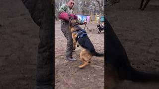 Bodyguard dogs.  German Shepherd training.  GUARD Odessa 2024.