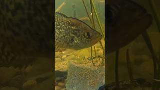 Backyard Pond Build #youtubeshorts #shorts