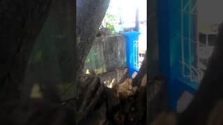Parah!!mesum di bawah pohon