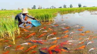 Wow catch Japan KOI fish, Orenda Cap fish, red fish at rice field for raising