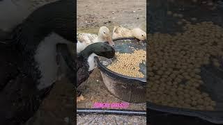 Some duck #ASMR for you! The ladies were hungry! #ducks #duck #ducklife #welshy