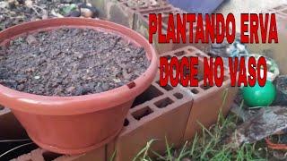 #ERVA DOCE, COMO CULTIVAR, MOSTRANDO MEU CANTEIRO DE ERVAS...
