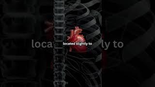 The left lung is smaller than the right lung #shorts #lungs #funfacts
