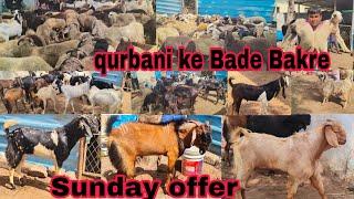 Today on Sunday Rajasthani goat farm is offering big goat for sacrifice Rampuri sheep available i...