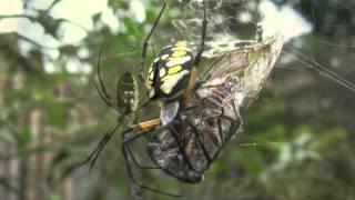 Spider Identification: Orb Weavers