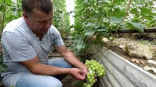 Виноградник Колесника Николая. Харьков 27.07.2019