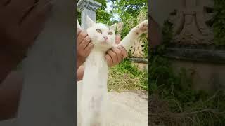 #cat .