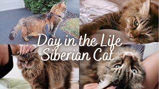 A DAY IN THE LIFE OF A SIBERIAN CAT (PART 1) | Siberian cat personality | Cute cat video