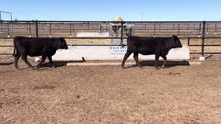 Butler Grazing Angus Replacement breeders 283kg. 12/5/23