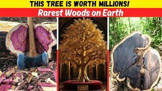 Million-Dollar Trees?! Discover the World’s Rarest Wood 