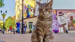 Зеленоградск - Город Кошек!  Zelenogradsk (Russia) - City of Cats