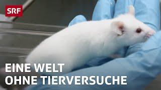 Was wäre, wenn es keine Tierversuche mehr gäbe? | Gedankenexperiment | SRF Wissen