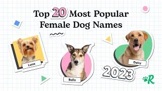 Top 20 Most Popular Female Dog Names of 2023