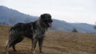 Ciobănesc Românesc Carpatin / Rumanian Sheepdog