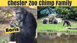 Chester Zoo: Meet the Chimpanzee Family