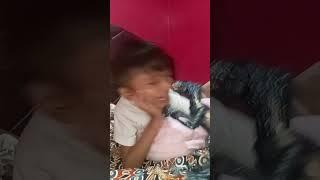 #memes #trending #nestlecrunch #cat #funny lagi gabut
