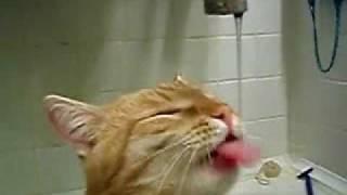Drunk cat