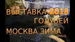 Выставка голубей в Москве 24 февраля 2018года. Улица