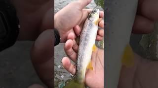 Nice little one before sunset #creekfishing #troutfishing #trout #browntrout #rainbowtrout