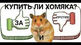 Купить ребенку хомяка? ЗА и ПРОТИВ