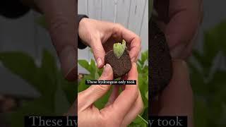 Hydrangea propagation update! Product links in comments #gardenhumor Music credit benson peculiar