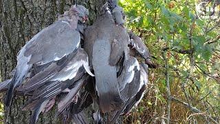 Хорошая разведка=НОРМА за ТРИ ЧАСА. Охота на вяхиря в подсолнухе. Wood pigeon.