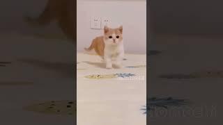 #beautiful #cat #shorts #viral #wow  #youtube