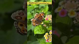 तितली के बारे मे interesting facts।। #facts #amazingfacts #shortvideo