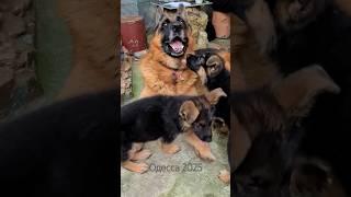 Папа усталDad is tired German Shepherd Raid and his puppies. Odessa.