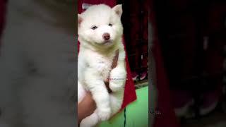 Siberian Husky Female Puppy#huskyowner #huskydoglovers #huskyworld #husky #huskylovers #pets #dog