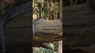 Python the Powerful programming language