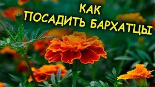 Бархатцы всходят моментально при таком посеве. Как вырастить рассаду бархатцев весной. Тагетес.