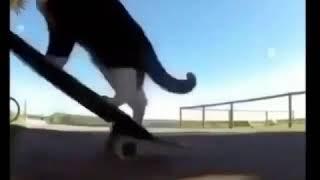 skater cat