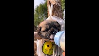 I'm here to take you little puppy Chinese pastoral dog