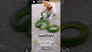 This is Why Snakes Lose To Cats Every Fight, UNTIL..