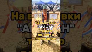 На выставку только с племкартой #shorts #arashan #gissar