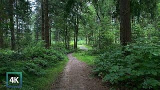 Forest Walk in Vledder Netherlands, (Nature Ambience) Relaxing Sounds ASMR